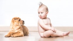 Side view of cute naked boy sitting and looking at Shar-Pei dog on white background. — Stock Photo