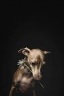 Little italian greyhound dog with chamomile flower on head looking away on black background — Stock Photo