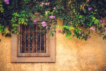 Zweige mit hübschen rosa Blüten hängen in der Nähe eines kleinen Fensters an einem Haus in Oaxaca, Mexiko — Stockfoto