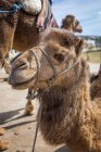 Camelos em liberdade na praia de Tanger. Marrocos — Fotografia de Stock