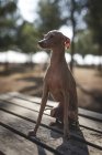 Piccolo cane levriero italiano seduto su un tavolo di legno nel parco — Foto stock