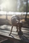 Petit chien lévrier italien debout sur une table en bois avec cône de pin — Photo de stock