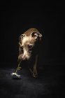 Pequeno cão galgo italiano com flor de camomila na cabeça olhando para longe no fundo preto — Fotografia de Stock