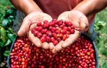 Bacche di caffè mature rosse fresche su un ramo del giardino. — Foto stock