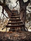 Árbol viejo con escalera de madera a la luz del sol - foto de stock