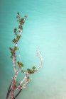 Twigs of nice plant growing on coast of magnificent Caribbean sea — Stock Photo