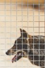 Крупным планом коричневого волка, смотрящего в клетку — стоковое фото