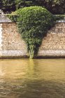 Parede de barreira no rio coberta por planta verde, Paris, França — Fotografia de Stock