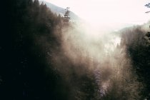 Туман в солнечном свете над скалистой снежной долиной с ручьем, текущим вниз среди хвойных деревьев — стоковое фото