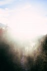 Туман в солнечном свете над скалистой снежной долиной с ручьем, текущим вниз среди хвойных деревьев — стоковое фото