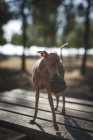Kleiner italienischer Windhund steht auf Holztisch mit Tannenzapfen — Stockfoto