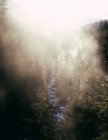 Туман на сонячному світлі над скелястою засніженою долиною з потоком, що тече серед хвойних дерев — стокове фото