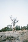 Old tree growing on hill in nature — Stock Photo