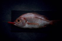 Raw red sea bream with pepper in mouth on slate — Stock Photo