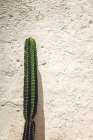 Гарний кактус, що росте біля грубої штукатурки на вулиці Оахаки (Мексика). — стокове фото