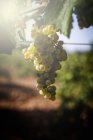 Racimos de uvas que crecen en el viñedo a la luz del sol - foto de stock