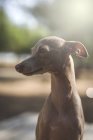 Маленькая итальянская собака Грейхаунд смотрит вдаль в парке — стоковое фото