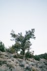 Old tree growing on hill in nature — Stock Photo