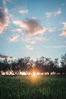 Malerischer Blick auf grüne Bäume, die auf grünem Feld unter blauem Himmel bei strahlendem Sonnenschein wachsen, Spanien — Stockfoto