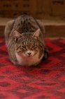 Katze liegt im Gehäuse — Stockfoto