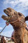 Kamele in Freiheit am Strand von Tanger. Marokko — Stockfoto