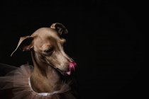 Studio portrait of little italian greyhound dog. Friendly and fun.Studio.Costume — Stock Photo