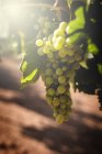 Des grappes de raisins poussant sur le vignoble au soleil — Photo de stock