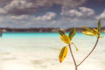 Zweige schöner Pflanzen, die an der Küste des herrlichen karibischen Meeres wachsen — Stockfoto