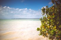 Хороший кустарник растет на берегу красивого Карибского моря в солнечный день — стоковое фото