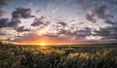 Abgelegene grüne Wiese mit wehendem Gras bei Sonnenuntergang Licht mit dramatischem Himmel — Stockfoto