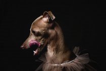 Retrato de estudio de un perrito galgo italiano. Amistoso y divertido.Studio.Costume - foto de stock