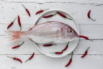 Raw sea bream on white plate on wooden tabletop with small red peppers — Stock Photo