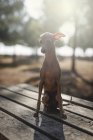 Pequeno cão de galgo italiano sentado na mesa de madeira no parque — Fotografia de Stock