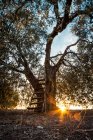 Vieil arbre avec échelle en bois au coucher du soleil — Photo de stock