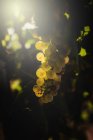 Trauben, die im Sonnenlicht auf dem Weinberg wachsen — Stockfoto