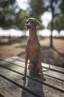 Маленька собака Італійська хорт, сидячи на дерев'яні таблиці в парку — стокове фото