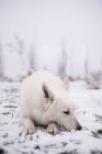 Cute white swiss shepherd resting in snow outdoors — Stock Photo