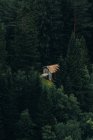 Kleine schäbige Hütte im grünen Nadelwald — Stockfoto