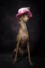 Cute Italian greyhound dog in funny birthday hat sitting on black background — Stock Photo
