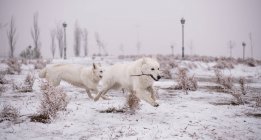 Two amazing White Swiss shepherds carrying stick and running while playing together in park in winter — Stock Photo