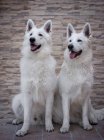 Zwei erstaunliche weiße Schweizer Schäferhunde, die wegschauen, während sie auf dem Fußboden im Hof sitzen — Stockfoto