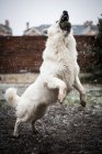 Adorable White Swiss Shepherd catching snow while playing on countryside yard during snowfall — Stock Photo