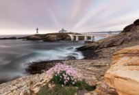Bunch of pink blooming wildflowers growing on rocky coast near sea in morning, Asturias, Spain — Stock Photo