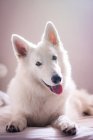 Cute white swiss shepherd lying on bed and looking at camera — Stock Photo