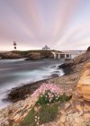 Bunch of pink blooming wildflowers growing on rocky coast near sea in morning, Asturias, Spain — Stock Photo