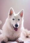 Netter weißer Schweizer Schäferhund liegt auf dem Bett und schaut in die Kamera — Stockfoto