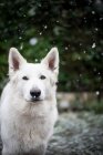 Close-up de bonito cão pastor branco em pé no pátio do campo durante a queda de neve — Fotografia de Stock