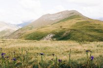 Voyageur marchant le long de la crête de montagne verte dans la nature — Photo de stock