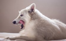 Adorável pastor suíço branco com língua saindo deitado na cama em casa — Fotografia de Stock
