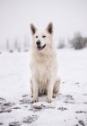 Weißer Schäferhund sitzt bei Schneefall auf Hof — Stockfoto
